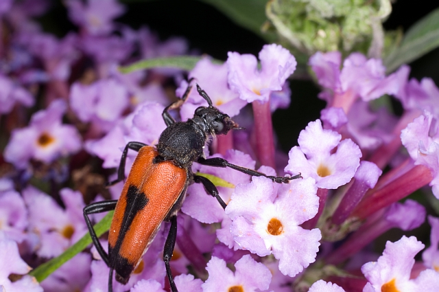 Anoplodera cordigera ?